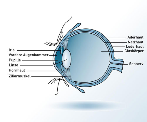 Schaubild Anatomie des Auges | VisuLASE Augenlaserzentrum Weilheim